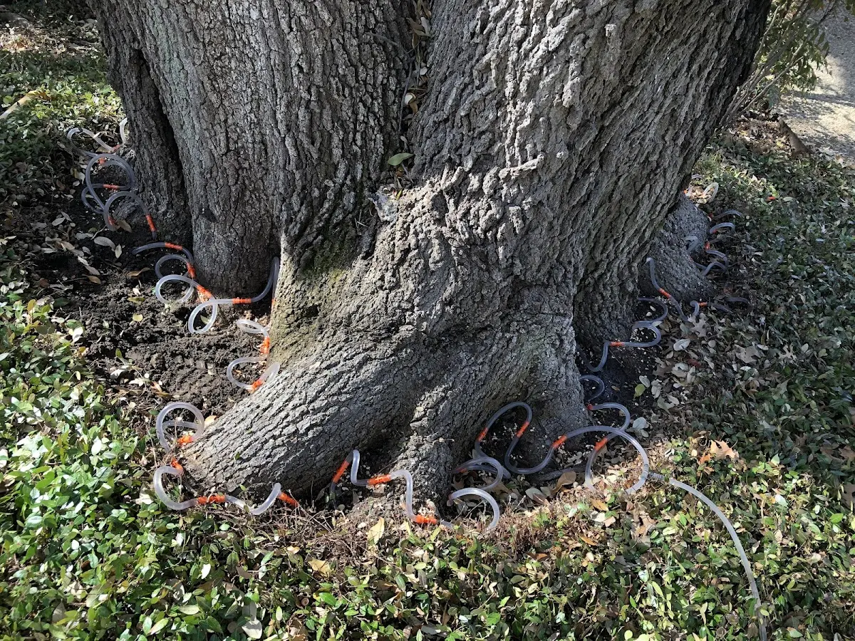 Detailed Tree Cabling and Bracing job site in Moultrie