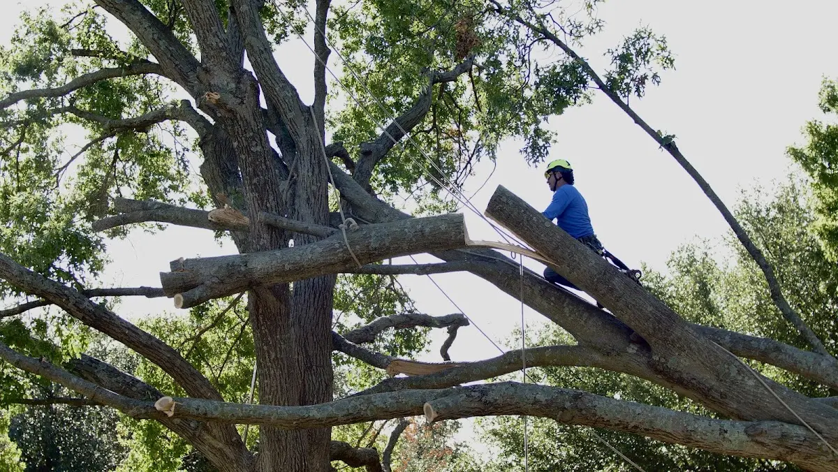Professional Hazardous Tree Removal performed by certified arborists in Moultrie