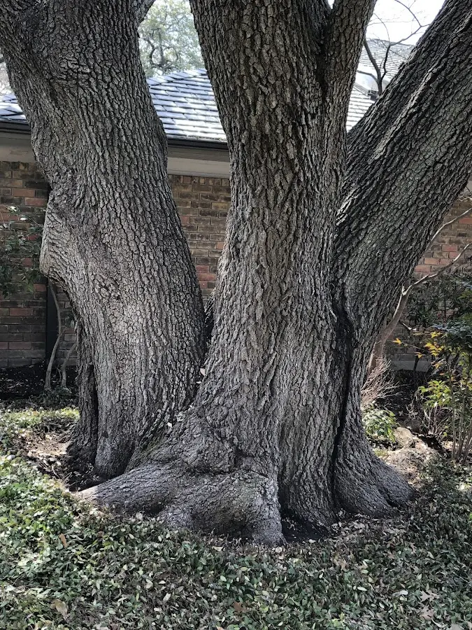 Mature heritage tree close to a Moultrie property cared for by certified arborists
